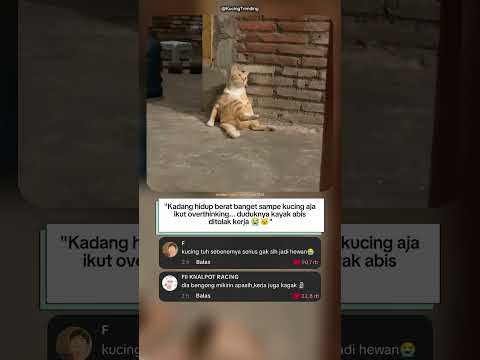 "Kucingnya lagi mikirin hidup, tapi lupa kalo dia kucing 😭🐾"
