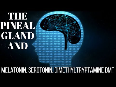 Pineal Gland Function Needs Melatonin