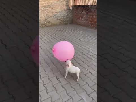 Brave dog's magical performance at the Games 🐕🎺🎯 #short #enjoy