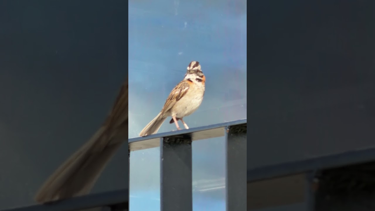 Si es verdad que se extingue el copeton¿Por que es tan común encontrarlo?