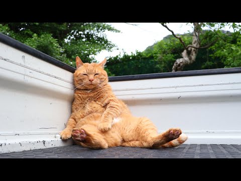 軽トラに座る猫のほのぼの動画で癒されよう サムネイル