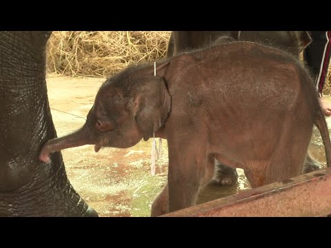 Rare elephant twins born in dramatic birth in Thailand | AFP