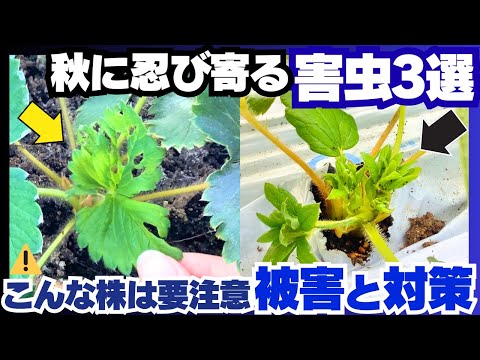 【いちご栽培】閲覧注意!?秋に急増する害虫の被害例と対策について