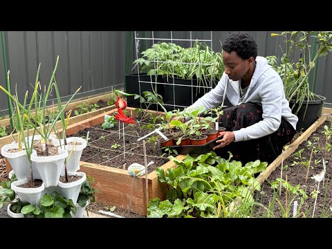 Transplant Spring-Summer Plant in the Garden ||Tour 