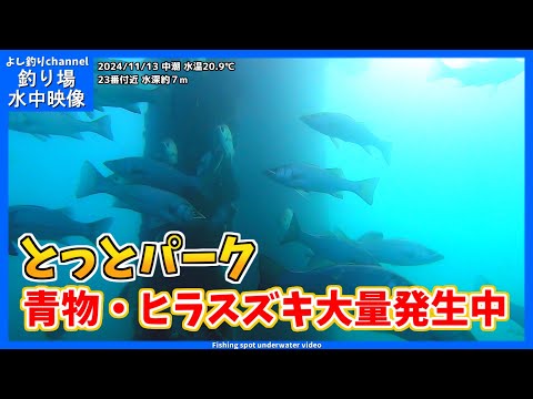 【大量発生】ヒラスズキや青物だらけの驚きの海中！日本最強の海釣り公園  とっとパーク小島  2024年11月  秋の水中映像  No.406