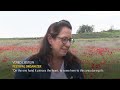 Red wildflowers bloom in southern Israel amid conflict  - 01:57 min - News - Video