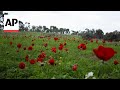 Red wildflowers bloom in southern Israel amid conflict