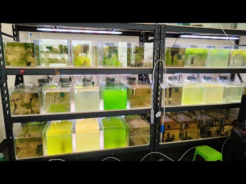Proyecto Vladimir Putin . Eliminación del alga unicelular verde
RADIACTIVA de los acuarios de cria