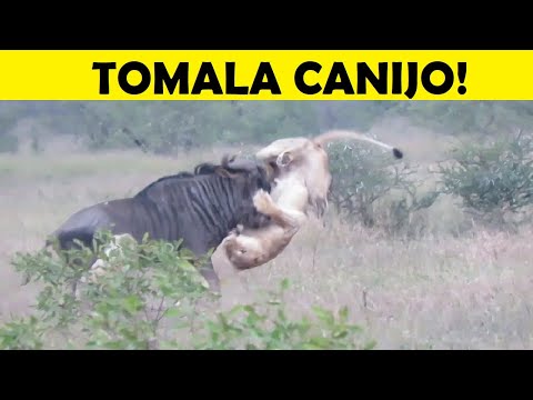 Top 10 Presas Que Sorprendieron a sus Depredadores - Parte 1