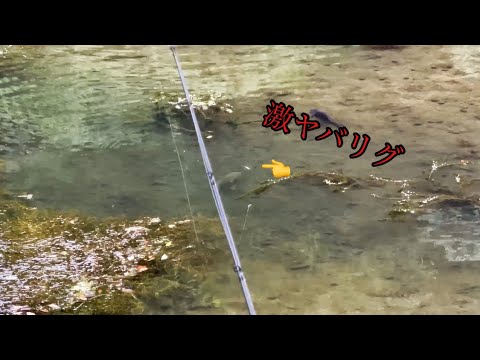 一度ルアーを見切った魚がイチコロ！？サカマタのマル秘リグ！