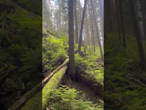 OTB Frontflip in the Forest🌲