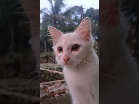 anteng banget yaa ngeliatin kucing bengong🤍