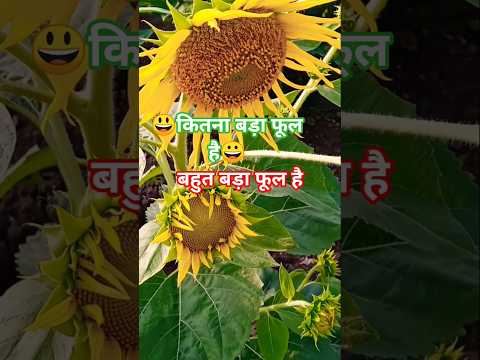 #song #love #hindisong सूरजमुखी का फूल हमारे दिल को भाता है सुबह सुबह जल्दी खिल जाता है😃😀😀😃😃