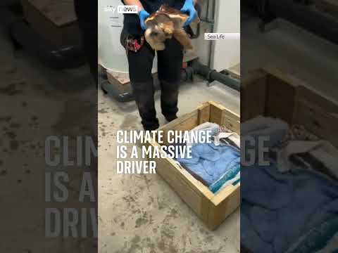 Inside turtle rehab centre