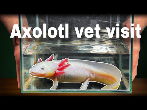 I took my new axolotl to the vet...