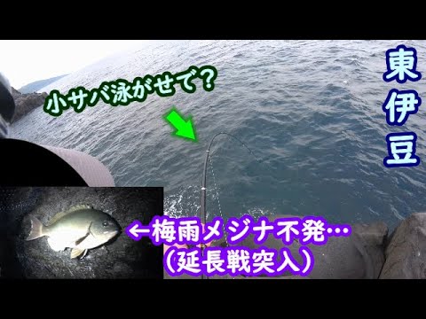 【東伊豆】梅雨メジナ壊滅?合間に小サバ泳がせ→延長戦で夜メジナ【2025年6月上旬】