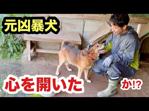 過去一！元凶暴犬とスキンシップができた日がこちら