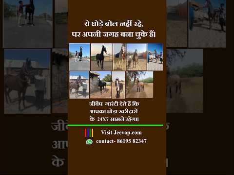 घोड़ा बाजार जहां घोड़ा पोस्ट नहीं पेश किया जाता है सम्मानके साथ #horsemarket #horse