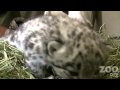 Cute Baby Snow Leopards at Woodland Park Zoo