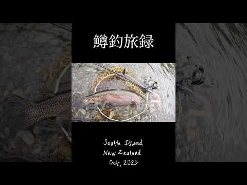 #鱒釣旅録 yotubechannel 🎥🎣South Island・NZ🇳🇿南島釣行#troutfishing 渓流ベイトフィネ🇯🇵ススタイル・Oct・2025