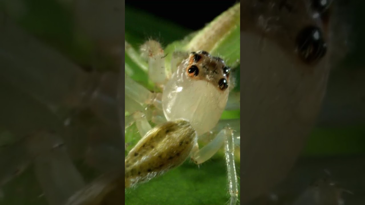 It's Eyes Can See EVERYTHING #monsterbugwars #wildlife #shorts