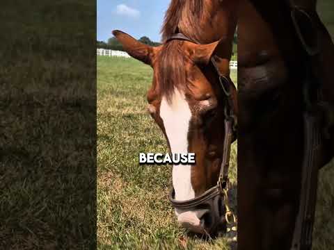 Why Do Horses Cry? The Real Reason Will Shock You!” #animalfacts