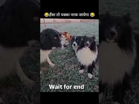 #dog #comedy #video #shorts #viral 🤣🤣🤣