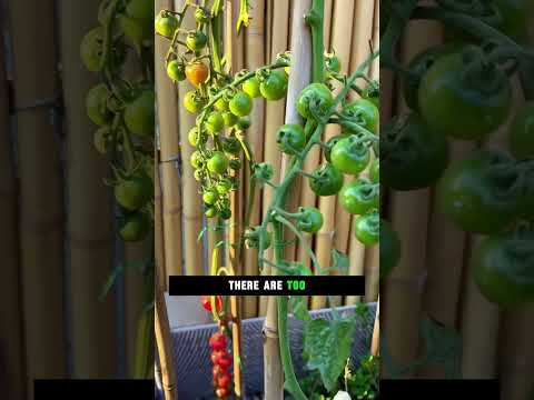 6 Tomato Training <strong>Steps</strong> 🍅🌱 For a More Productive Plant||#TomatoGardening  #GrowingTomatoes #plants