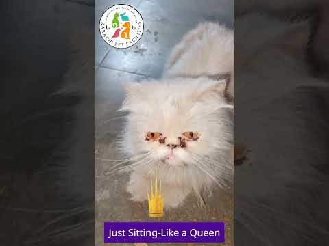 😍 When Your Cat Acts Like a Queen👑#cat #catshorts #cats #catlovers #catvideos #viral #pets #petlover