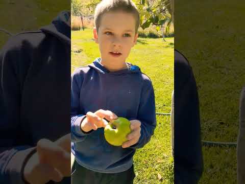 Ренет Симиренко #яблоки #apple #shorts