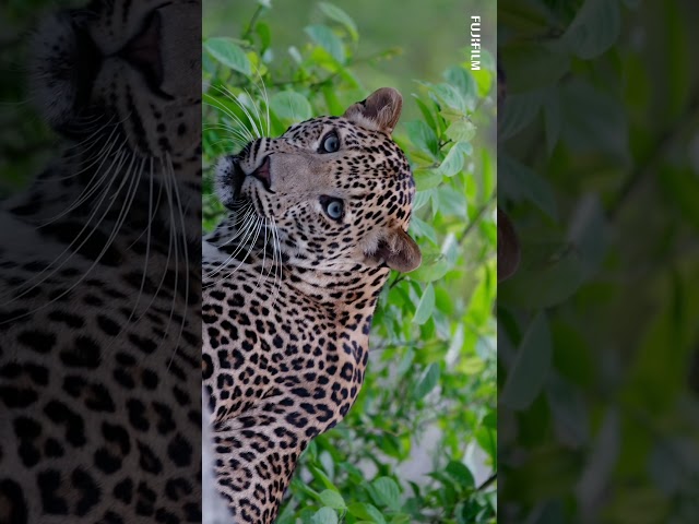In the rugged beauty of Jawai, Fujifilm brought together a community of passionate photographers for a wildlife workshop led by Fujifilm X Ambassador @ Rajharsha Narayanswamy. With nature as the classroom, participants learned to frame, focus, and tell powerful visual stories in the wild.

#Fujifilm #FujifilmXIndia #FujifilmXSeries #FujifilmGFXSeries #lenses #Fujinon #UpgradeToBetterColors #XAmbassador #WildLifePhotography