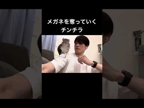 メガネを奪っていくチンチラ #chinchilla