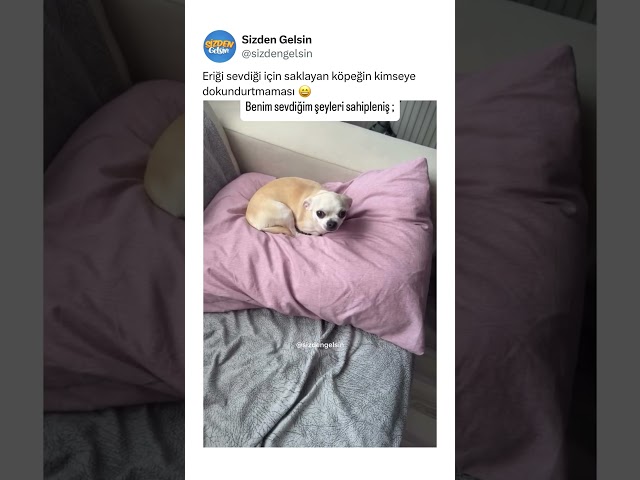 Eriği sevdiği için saklayan köpeğin kimseye dokundurtmaması 😄