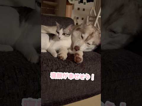 ハスキーのことをママだと思って甘える子猫 #シベリアンハスキー #ハスキー #子猫