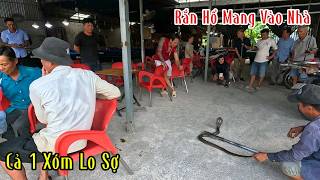 Quá Kinh Khủng 11 Cái Da Rắn Độc Ở 1 Chỗ Như Trại Rắn Đồng Tâm | Mười Thương Săn Bắt