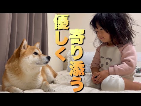 パパの具合が悪いことを察し次々と集まって来てくれる柴犬と2歳児