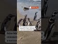 Nine Magellanic penguins released in Chile after rehabilitation | REUTERS  - 00:24 min - News - Video