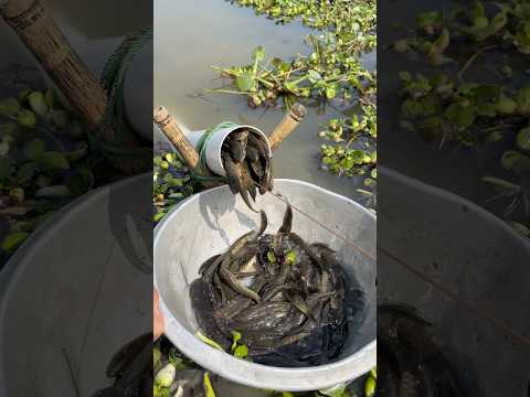 Village Unbelievable Fishing With Plastic Pipe #fishingtrap #fishvideo #shorts
