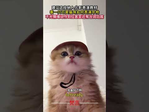 北影表演教材に猫動画を取り入れて楽しく学ぼう サムネイル