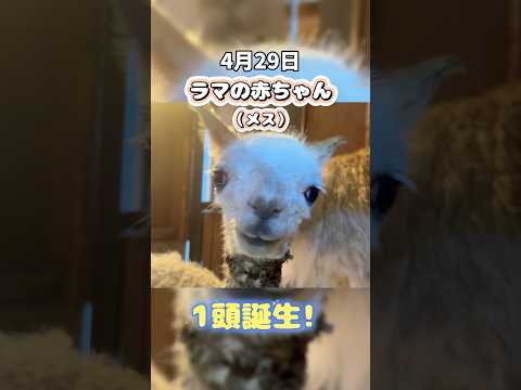 犬の動画サムネイル - ラマの赤ちゃん誕生！スクスクと成長中♪#伊豆シャボテン動物公園 #動物 #赤ちゃん #Llama #ラマ