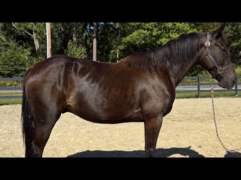 Black gelding driving