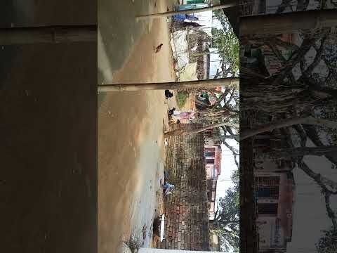 Hakikat Hai ki gaon sabse sundar hota Hai#free rishta #love 😘😘😘