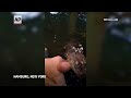 Authorities seize alligator kept illegally in New York mans swimming pool  - 00:52 min - News - Video