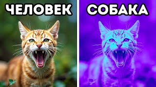 Более 100 фактов о диких животных, в которые я погрузился, как в кроличью нору