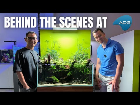 A DAY WORKING IN THE BEST AQUARIUM STORE IN THE US THE PERFECT BEGINNER SETUP (affiliate links)
TANK
EU_ https_//bit.ly/3CDEQBJ
US_ https_//bit.ly/4aRA