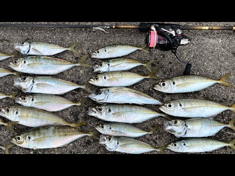 投げれば釣れる人気の堤防から泳がせ釣りをやった結果…