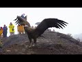 Bolivia releases condor into the wild