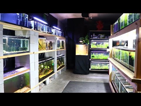 Fish Room Tour - DIY Garage Setup - Over 1000 Fish Welcome Back!

Today we are doing a tour of MY GARAGE. I recorded for over an hour and cut down the 