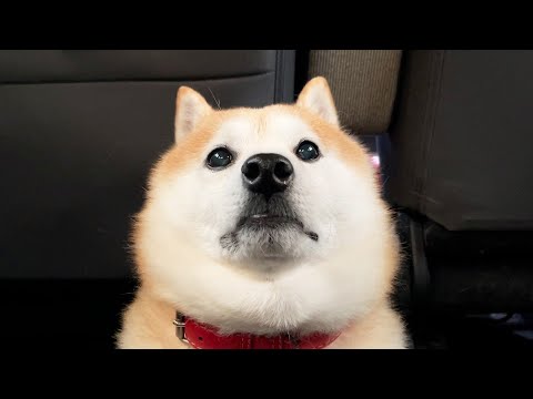 犬の動画サムネイル - 虚空を見つめる柴犬