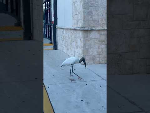 Wood Stork 🤍 #shorts #florida #floridalife